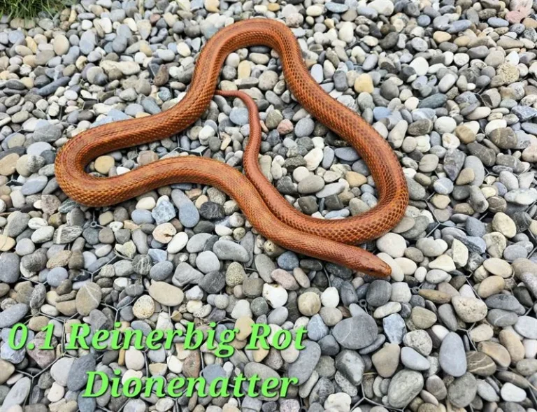 dionenatter_01_1(1)_ergebnis_ergebnis