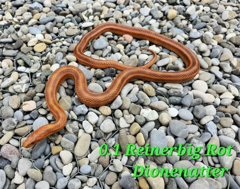 dionenatter_01_1(4)_ergebnis_ergebnis