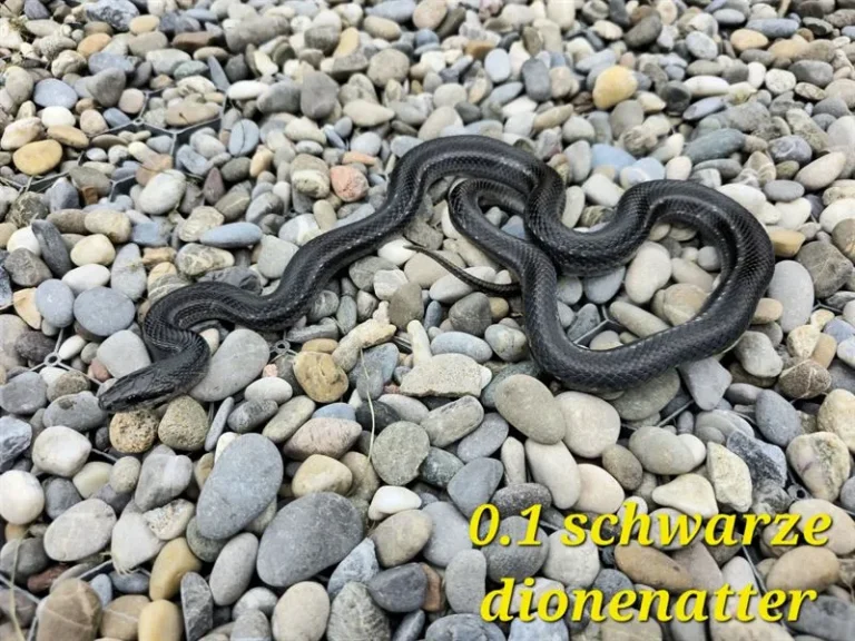 dionenatter_01_2(1)_ergebnis_ergebnis