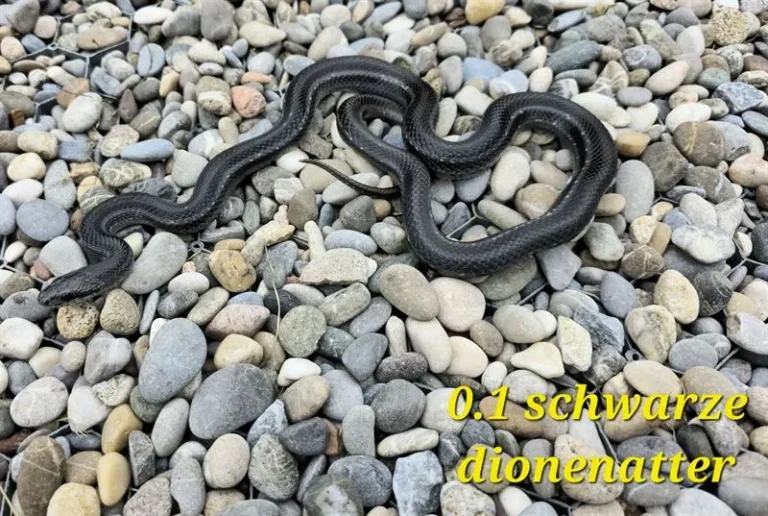 dionenatter_01_2(2)_ergebnis_ergebnis