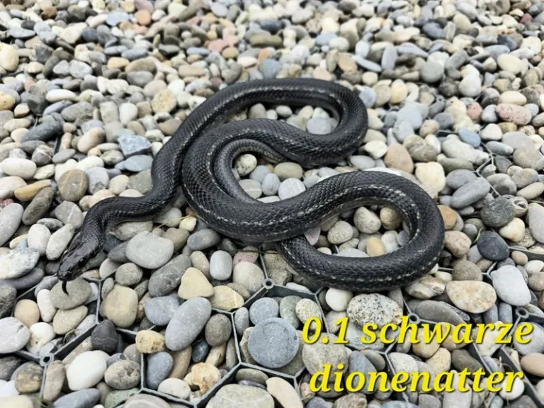 dionenatter_01_2(4)_ergebnis_ergebnis