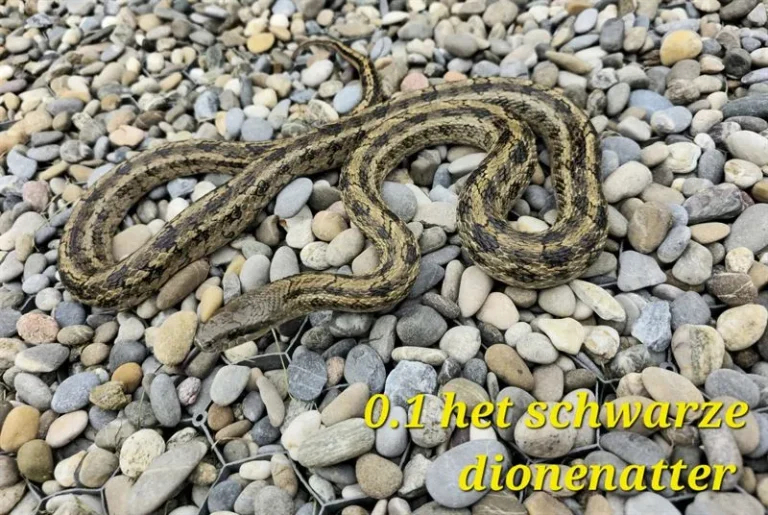 dionenatter_01_3(1)_ergebnis_ergebnis
