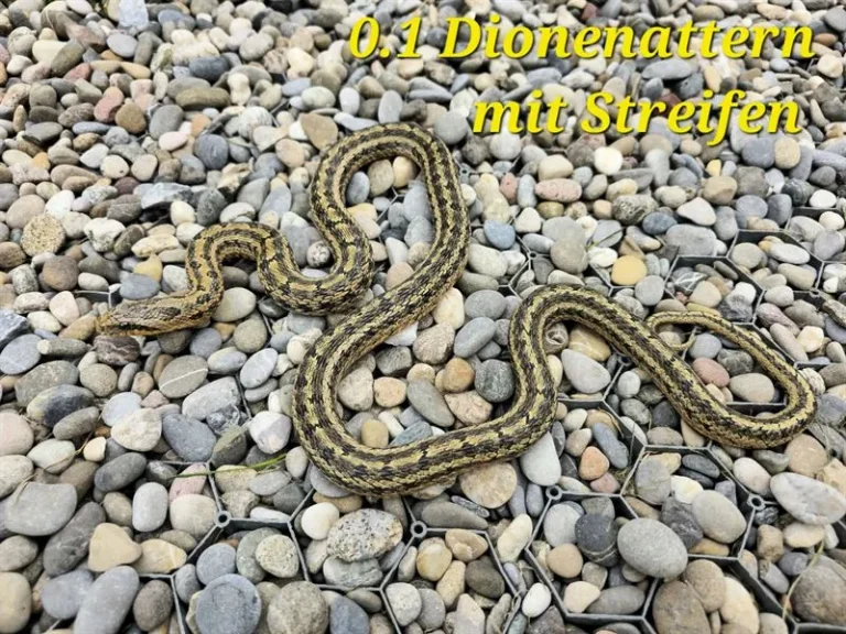 dionenatter_01_3(3)_ergebnis_ergebnis