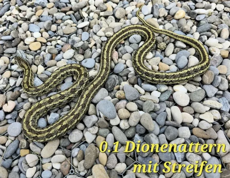 dionenatter_01_4(1)_ergebnis_ergebnis