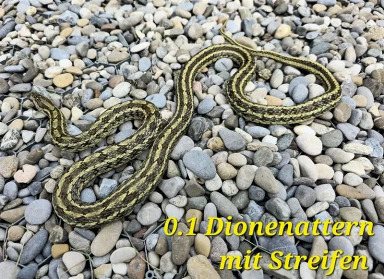 dionenatter_01_4(2)_ergebnis_ergebnis