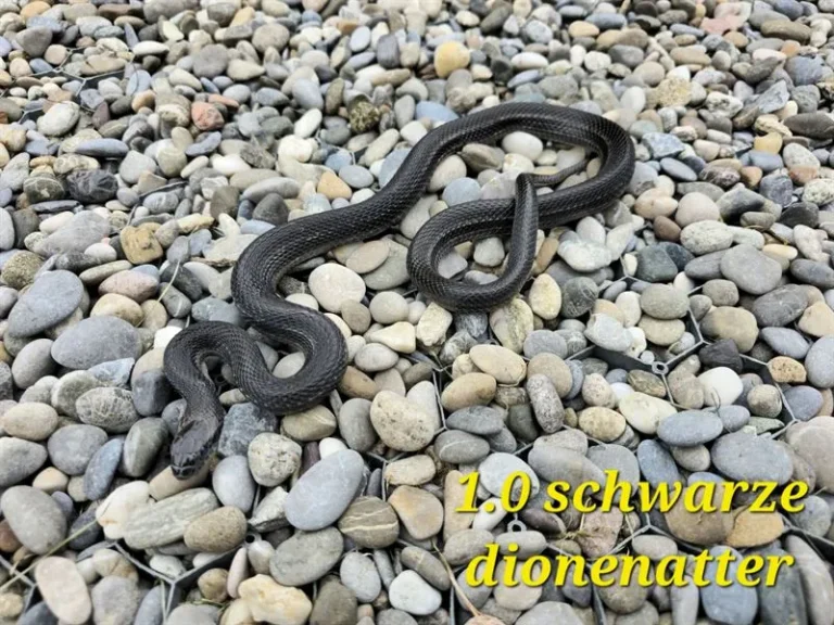dionenatter_10_2(1)_ergebnis_ergebnis