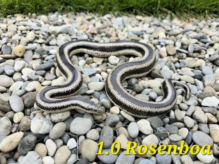 rosenboa_10_1(3)_ergebnis_ergebnis