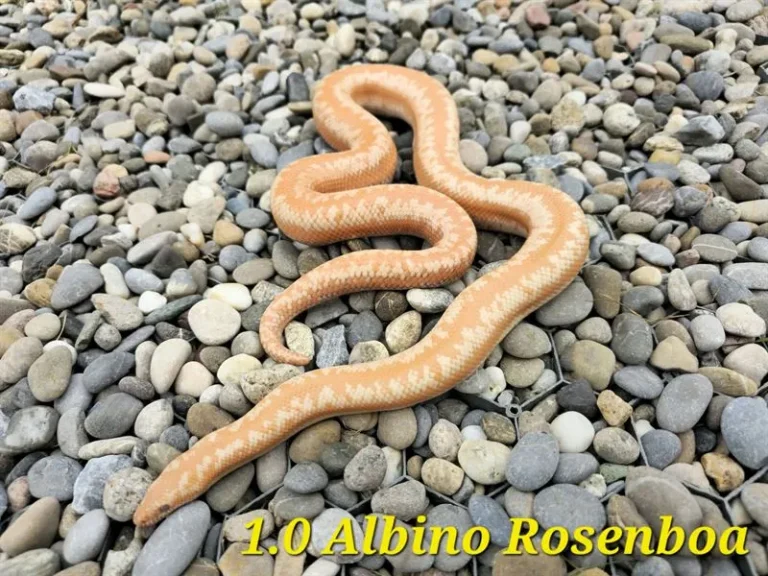 rosenboa_albino_10_1(1)_ergebnis_ergebnis