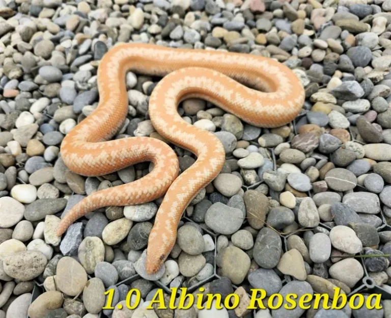 rosenboa_albino_10_1(2)_ergebnis_ergebnis